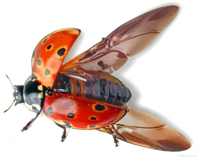 Insect Ladybug Painting By Numberss.png