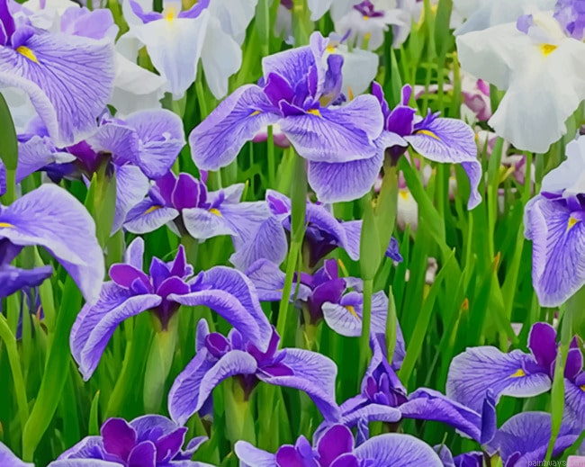 Iris Flower Field Roses Painting By Numberss.png