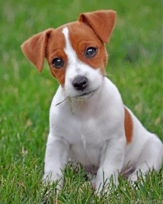 Jack Russell Painting By Numbers.png