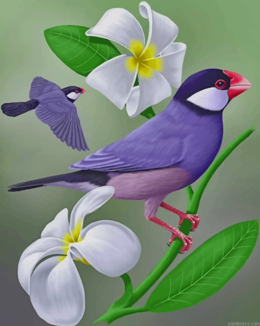 Java Sparrow Birds Painting By Numberss.png