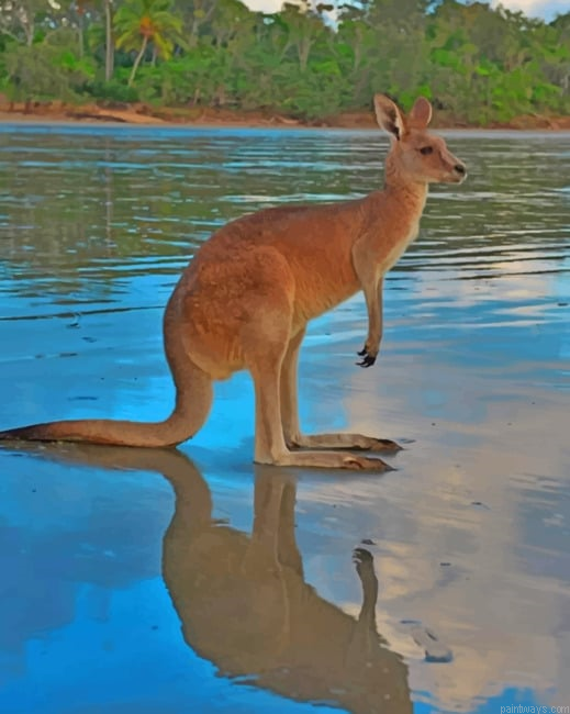Kangaroo In The River Painting By Numbers.png