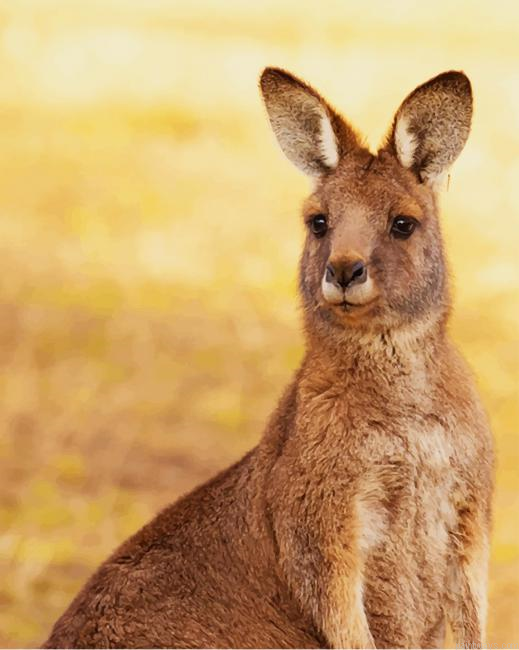 Kangaroo Painting By Numbers.png