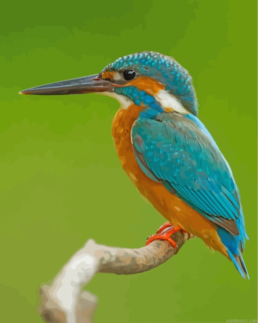 Kingfisher Painting By Numbers.png