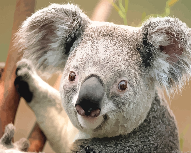 Koala Animals Painting By Numberss.png