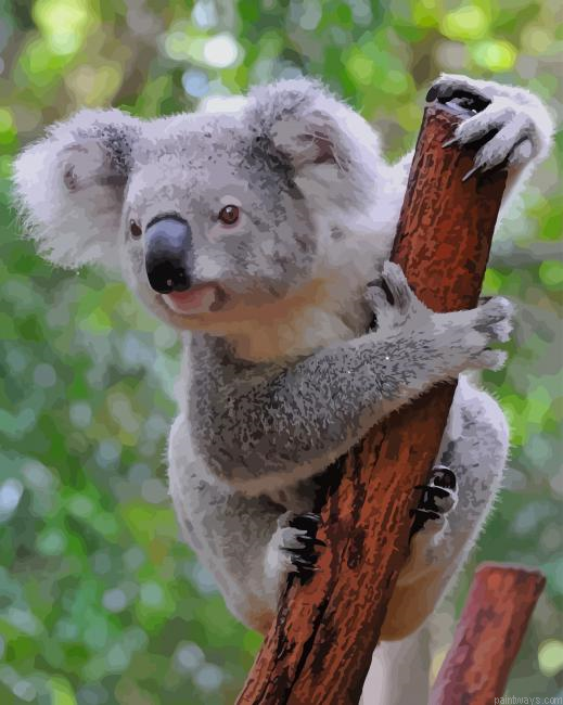 Koala Bear New Painting By Numberss.png