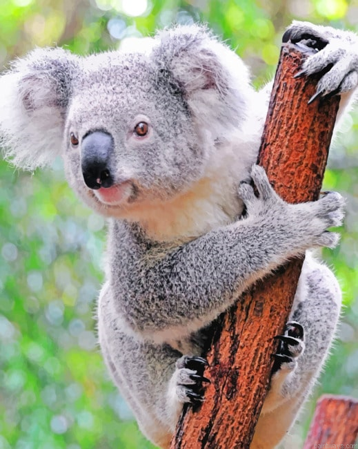 Koala In Tree Animals Painting By Numberss.png