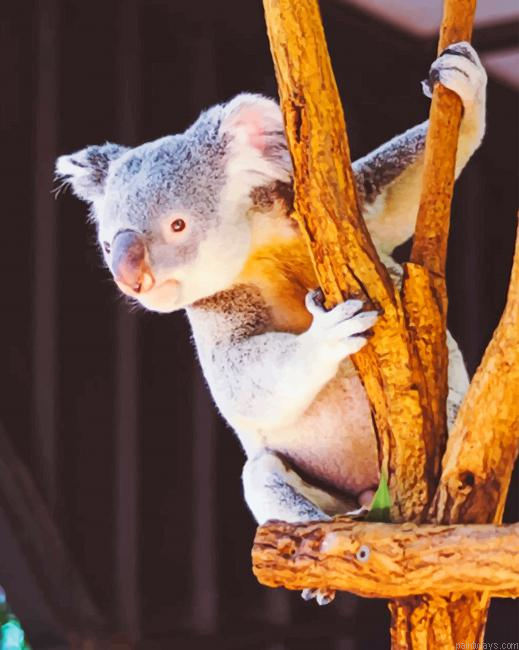 Koala On The Tree New Painting By Numberss.png