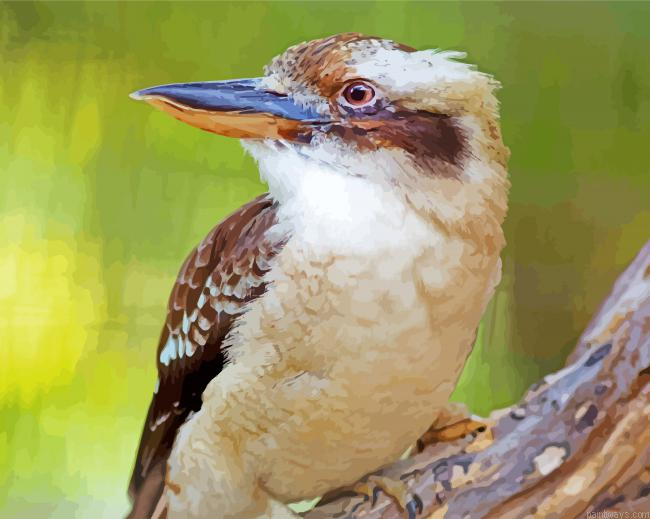 Kookaburra Bird Painting By Numberss.png