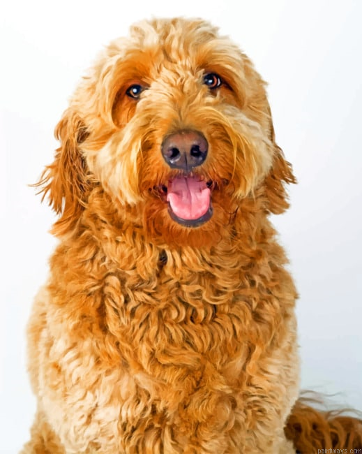 Labradoodle Dogs Painting By Numberss.png