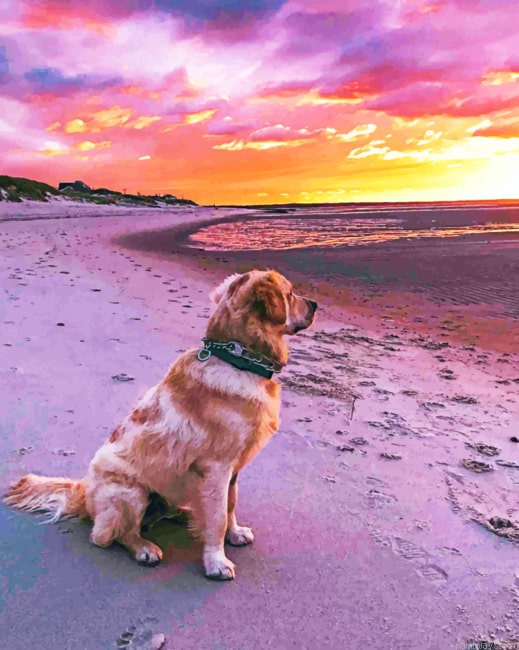 Labrador Dog Watching Sunset Animals Painting By Numberss.png