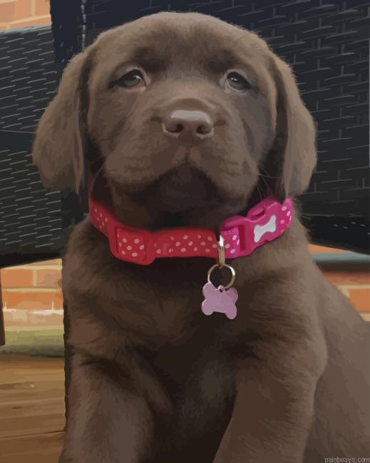 Labrador Retriever Dog New Painting By Numberss.png