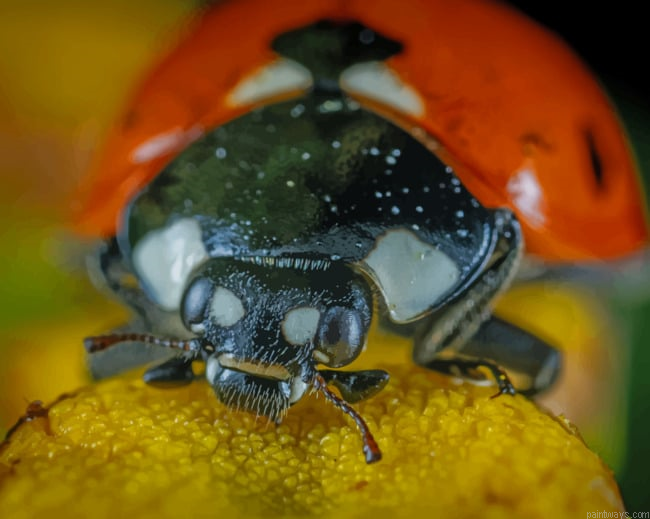 Lady Bug Close Up Insects Painting By Numberss.png