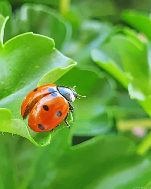 Lady Bug On A Leaf New Painting By Numberss.png