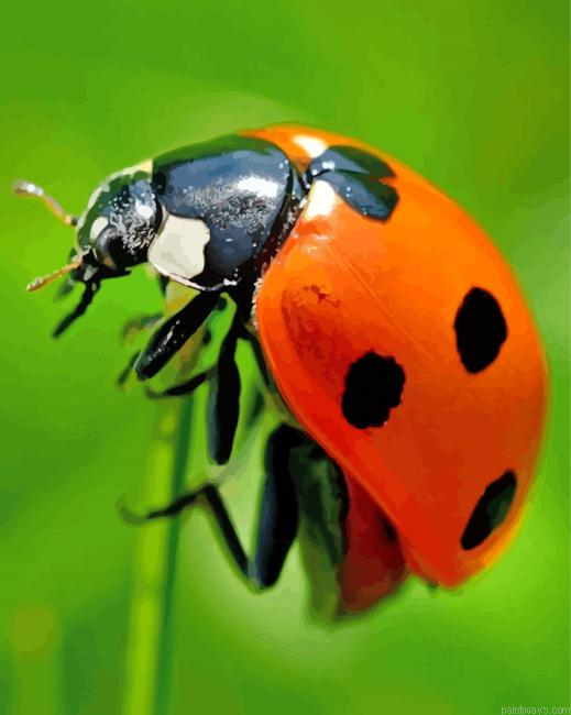 Ladybug Insect Painting By Numberss.png
