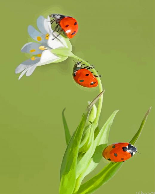 Ladybugs Insects On Plant Painting By Numberss.png