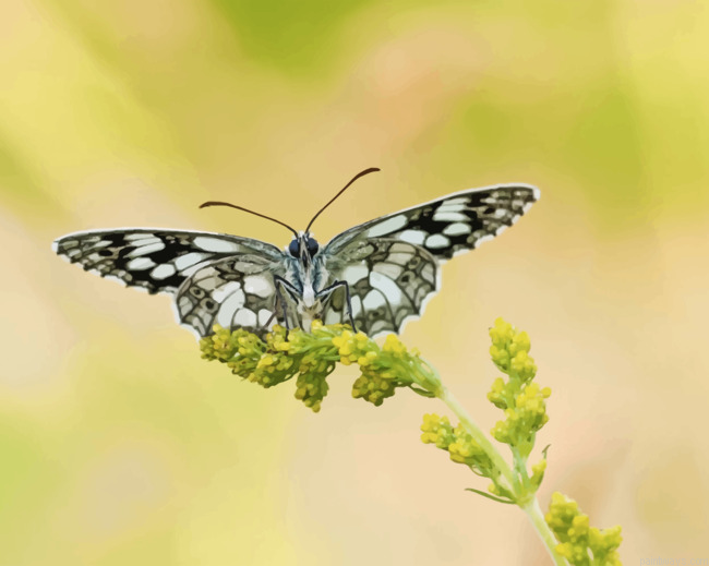 Large Tree Nymph Butterflies Painting By Numbers.png