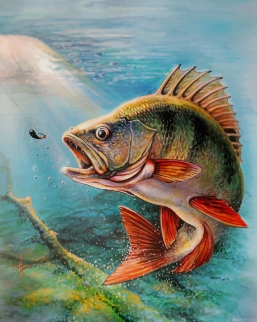 Largemouth Bass Fish New Painting By Numberss.png