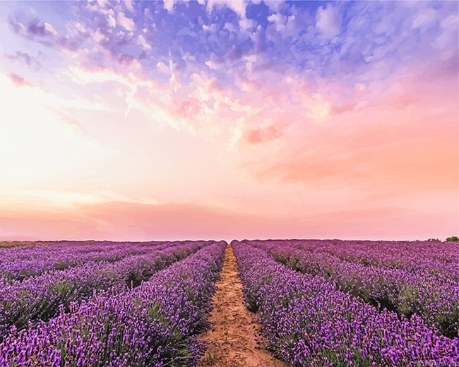 Lavender Field New Painting By Numberss.png