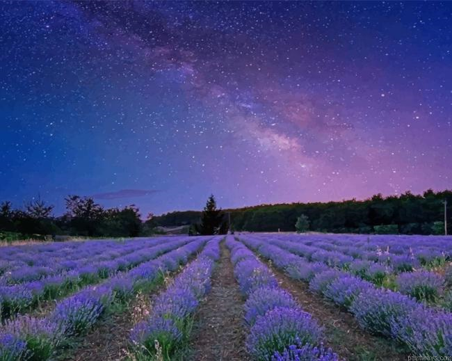 Lavender Night New Painting By Numberss.png