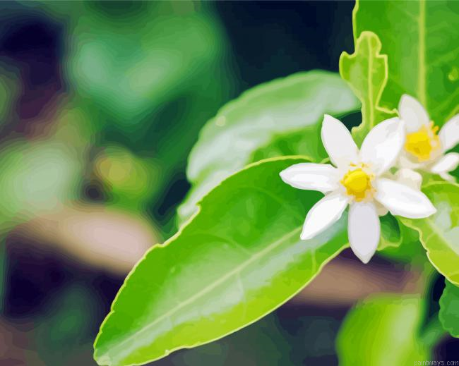 Lemon Blossoms Painting By Numberss.png
