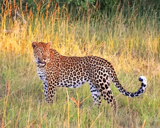 Leopard Animal New Painting By Numberss.png