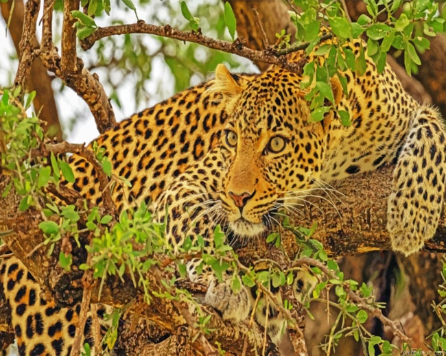 Leopard On Tree Animals Painting By Numberss.png