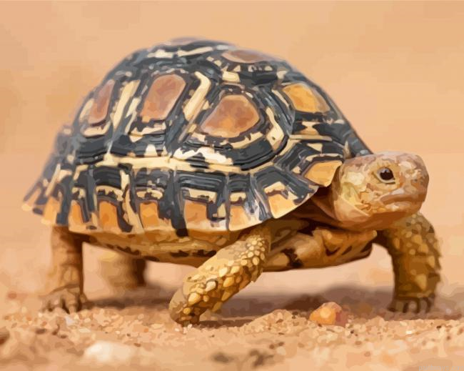 Leopard Tortoise Painting By Numbers.png