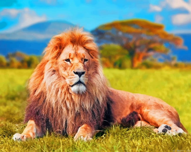 Lion Animals Painting By Numberss.png