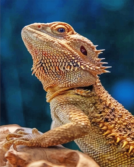 Lizard Bearded Agama New Painting By Numberss.png