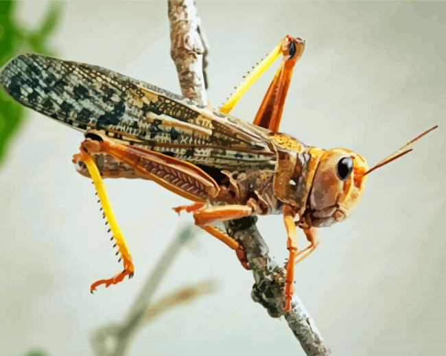 Locust Painting By Numberss.png