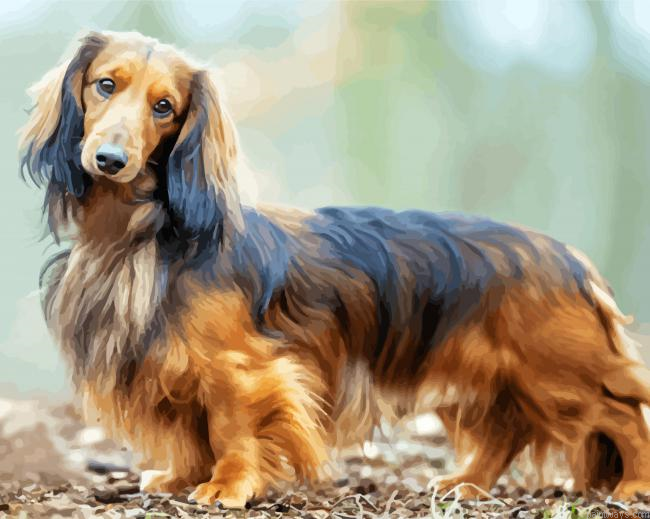 Long Haired Dachshund Painting By Numberss.png