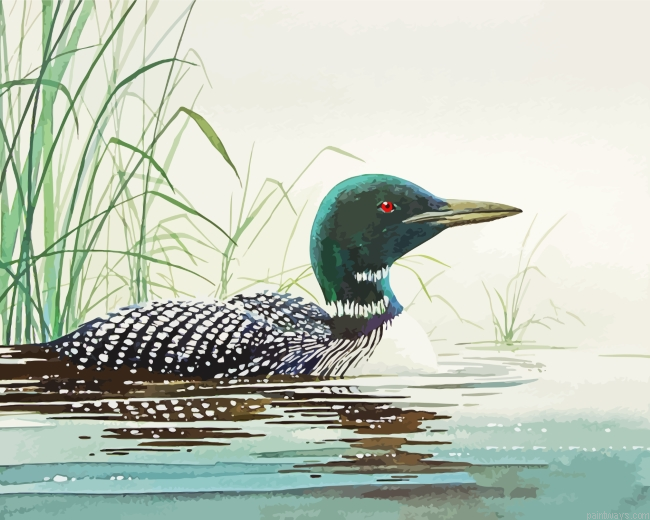 Loon In Water Art Painting By Numberss.png