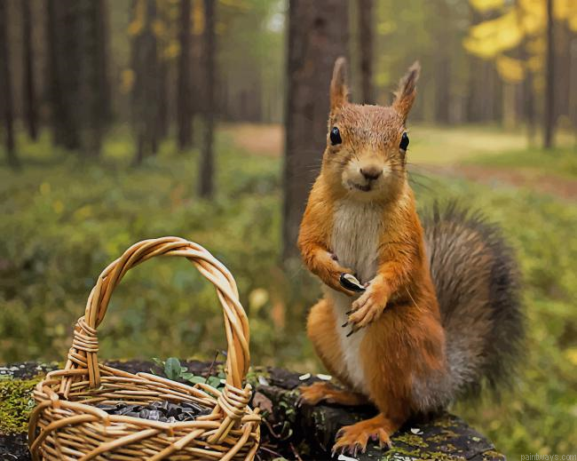 Lovely Squirrel New Painting By Numberss.png