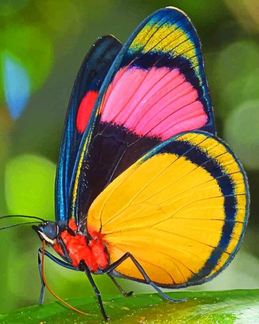 Lycaenid Butterfly Insects Painting By Numberss.png