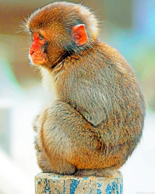 Macaque Monkey Animal Painting By Numbers.png
