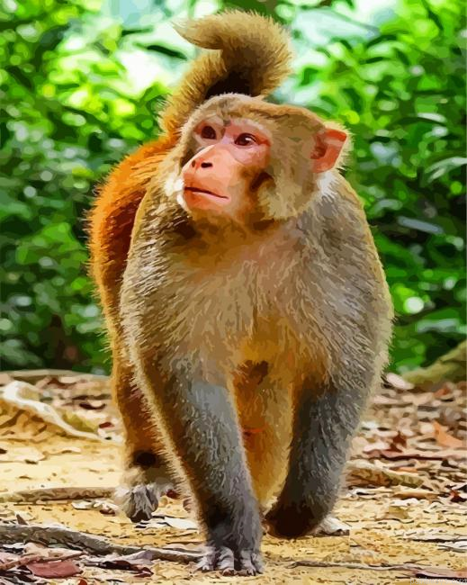 Macaque Monkey Painting By Numberss.png