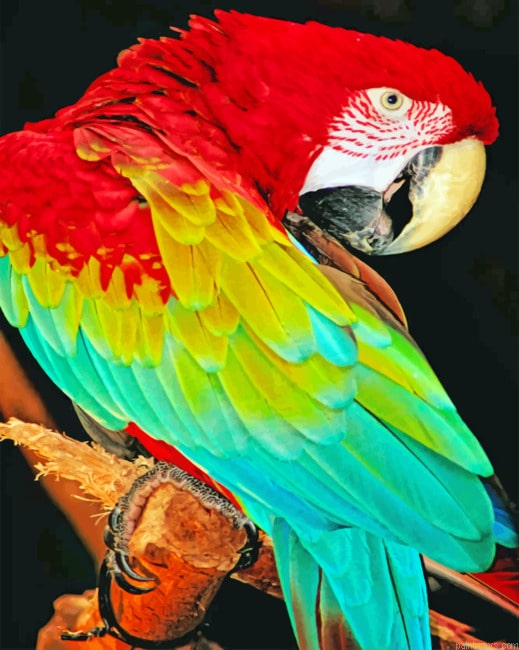 Macaw Bird Painting By Numberss.png