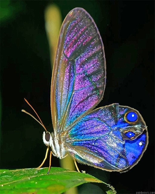 Magical Butterfly New Painting By Numberss.png