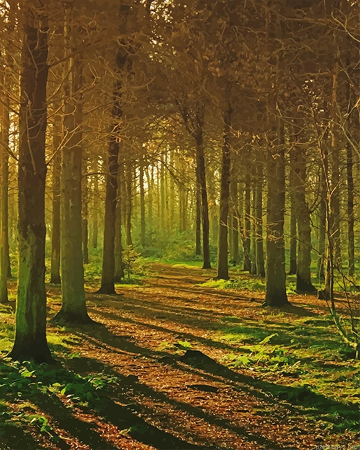 Magical Forest New Painting By Numberss.png