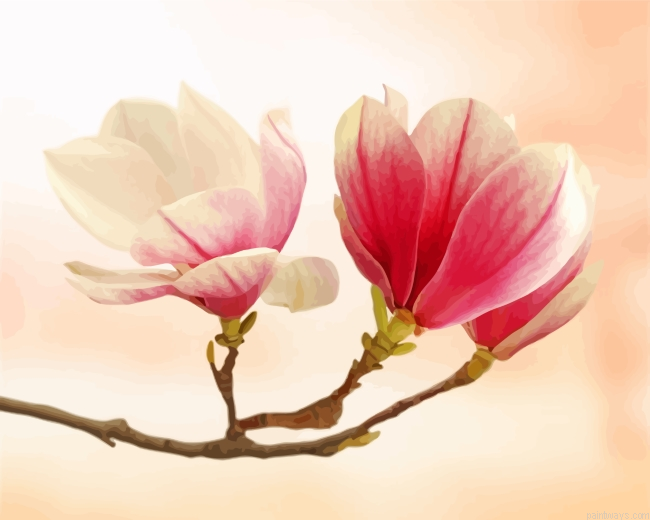 Magnolia Flowering Painting By Numberss.png