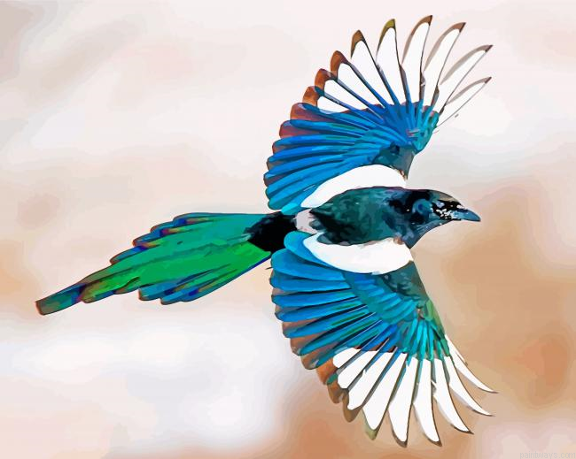 Magpie Bird Flying Painting By Numbers.png