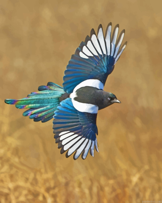 Magpie Bird Painting By Numbers.png