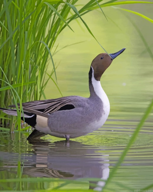 Mallard Duck In River Painting By Numbers.png