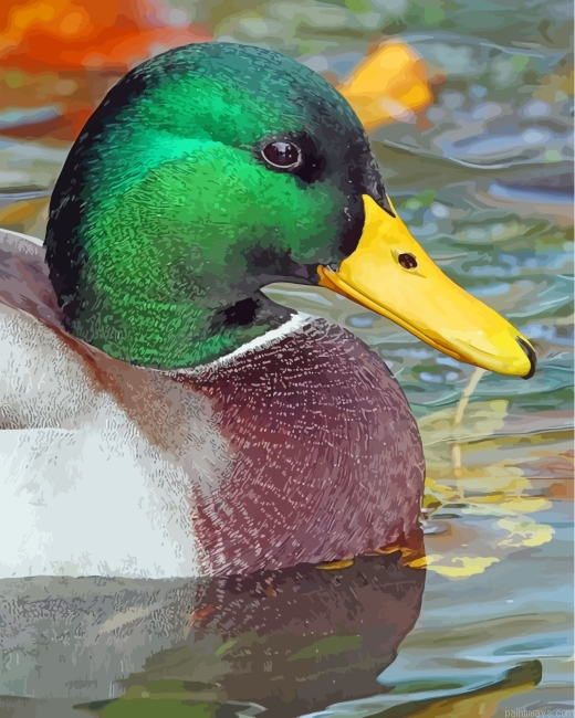 Mallard Duck Painting By Numbers.png