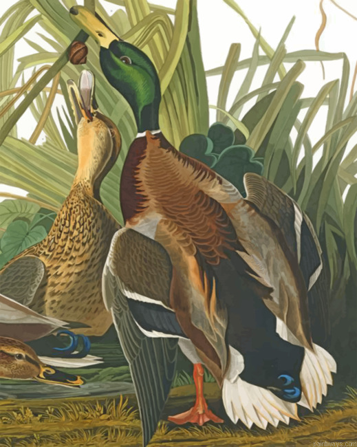 Mallard Ducks Painting By Numbers.png