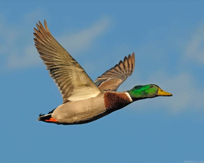 Mallard Flying Duck Painting By Numbers.png