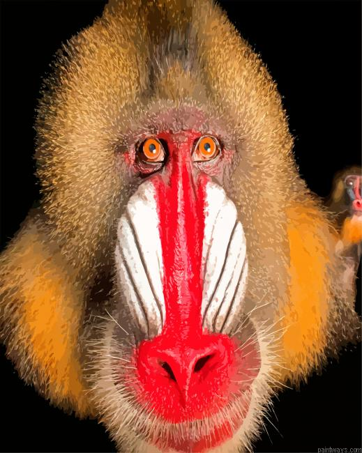 Mandrill Monkey Face Painting By Numberss.png