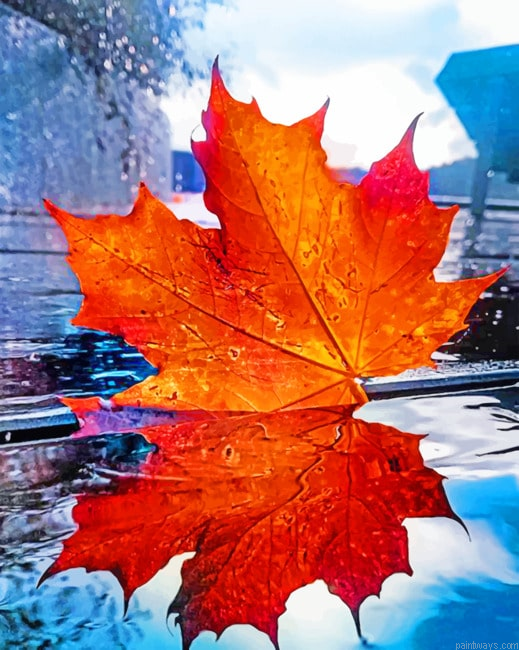 Maple Leaf Reflection Painting By Numberss.png