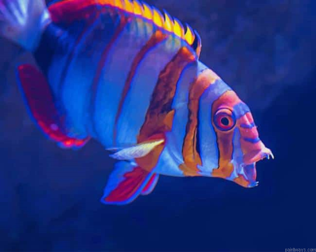 Marine Fish New Painting By Numberss.png