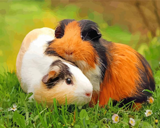 Marsvins Animals Painting By Numberss.png